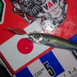 アジング練習　301　夜もサバだらけです