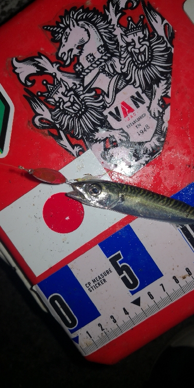 アジング練習　301　夜もサバだらけです