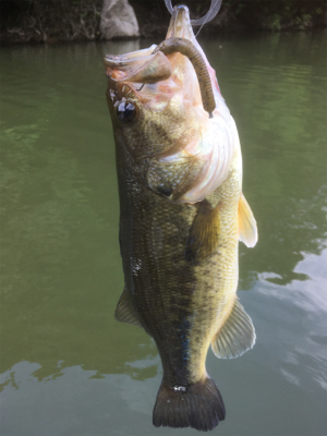 厳しいながらも