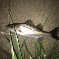 新規ポイント開拓(=ﾟωﾟ)ﾉ