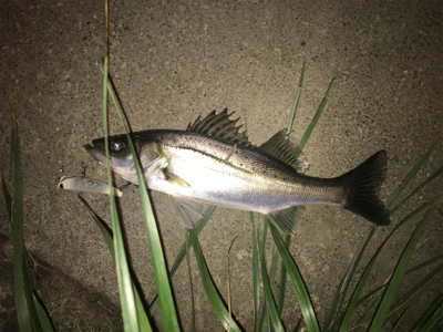 新規ポイント開拓(=ﾟωﾟ)ﾉ