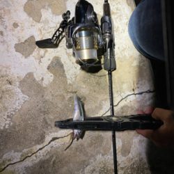 チニングとサバ釣り