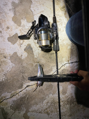 チニングとサバ釣り