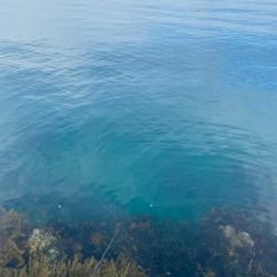 春イカシーズン終わりか？