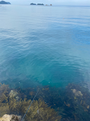 春イカシーズン終わりか？