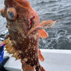 銚子、イワシ泳がせ五目