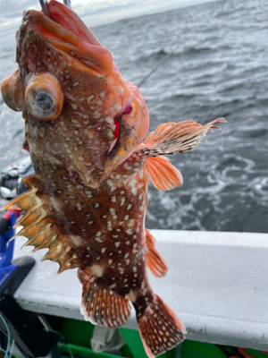 銚子、イワシ泳がせ五目