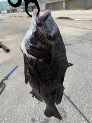 ヘチ釣り　チヌ