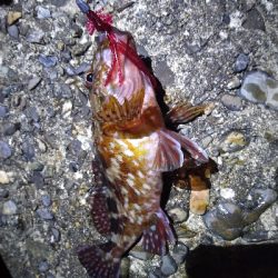 本日のお試しは、イカの塩辛！