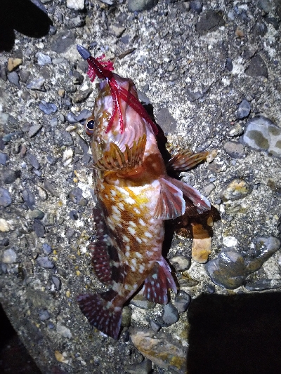 本日のお試しは、イカの塩辛！