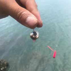 目玉が釣れた！こんな事ある！？