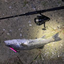 シーバスの聖地?