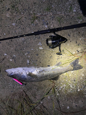 シーバスの聖地?