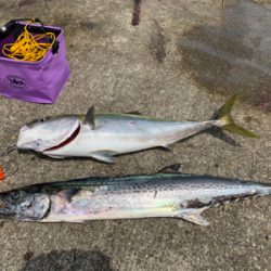 メーターサワラ、ブリ