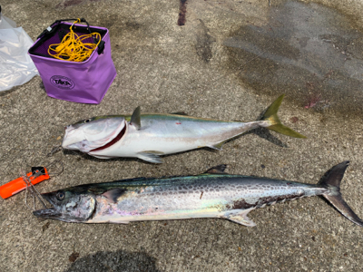 メーターサワラ、ブリ