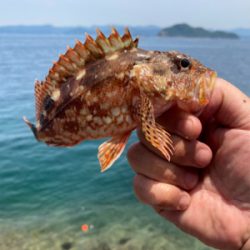 ガシラ自己記録更新尺over30.5cm