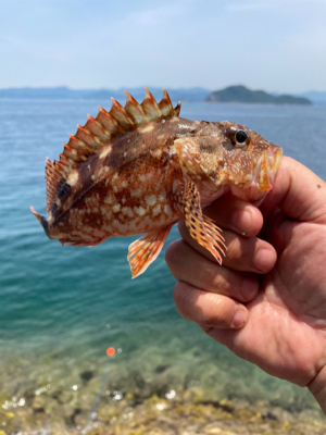 ガシラ自己記録更新尺over30.5cm