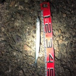 アジ釣れてますよ〜