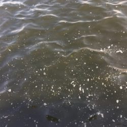 新子マダコ低活性、中々と手強い今朝。。