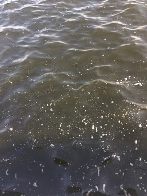 新子マダコ低活性、中々と手強い今朝。。