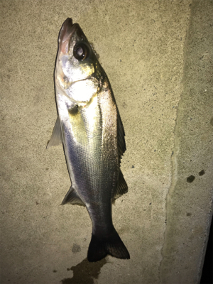 サイズが伸びない(>_<)