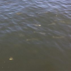 朝イチは豆サバだらけ。タコは成長途上中。。。