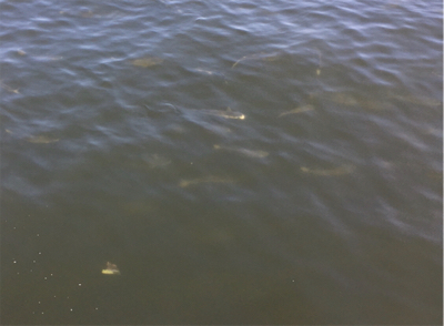 朝イチは豆サバだらけ。タコは成長途上中。。。