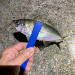 アジも釣れました