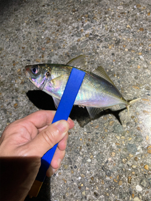 アジも釣れました
