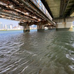 ハゼクラデビュー