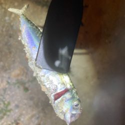 メバルでリベンジ！