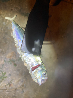 メバルでリベンジ！