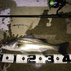 ランカーきたぁー(=゚ω゚)ノ