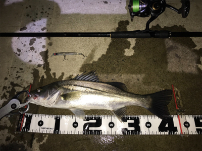 ランカーきたぁー(=゚ω゚)ノ