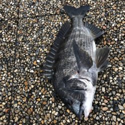 エビ撒きノッコミ