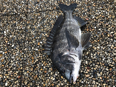 エビ撒きノッコミ