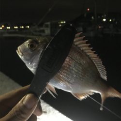 ナイトキス釣り突入