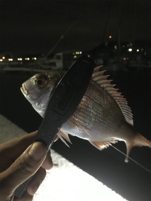 ナイトキス釣り突入