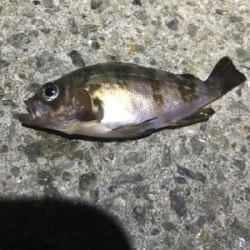 ジグ単メバリング