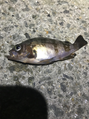 ジグ単メバリング