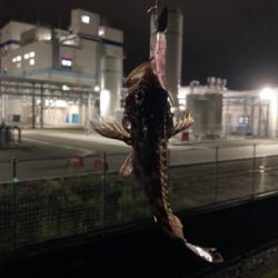 湾奥ライトゲーム