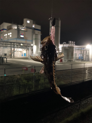 湾奥ライトゲーム