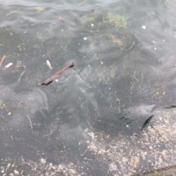 中々と成長しそうでしない新子タコ達。。。