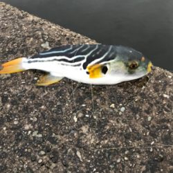 はじめてのブリ