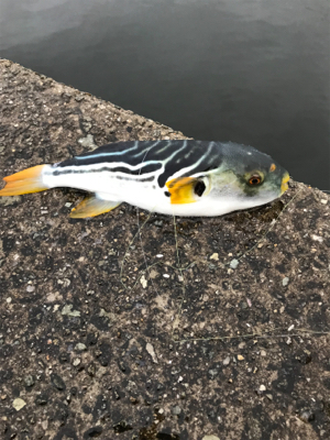 はじめてのブリ