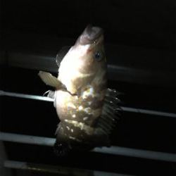 シラサエビでアコウ