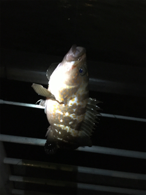 シラサエビでアコウ