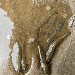 ハゼクラにどハマり