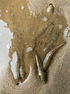 ハゼクラにどハマり