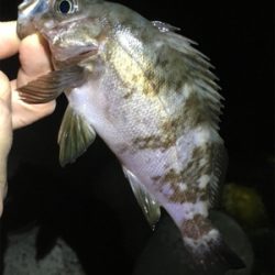 明石で梅雨メバル